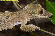 leaf-tailed gecko